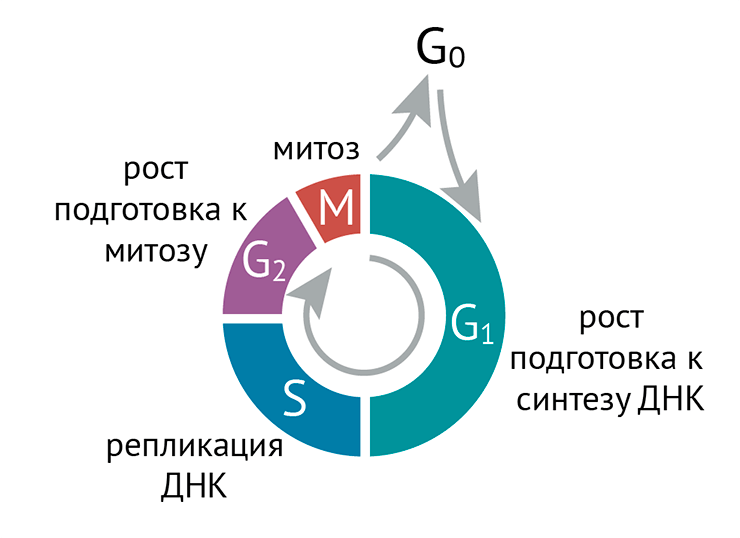 Схема клеточного цикла