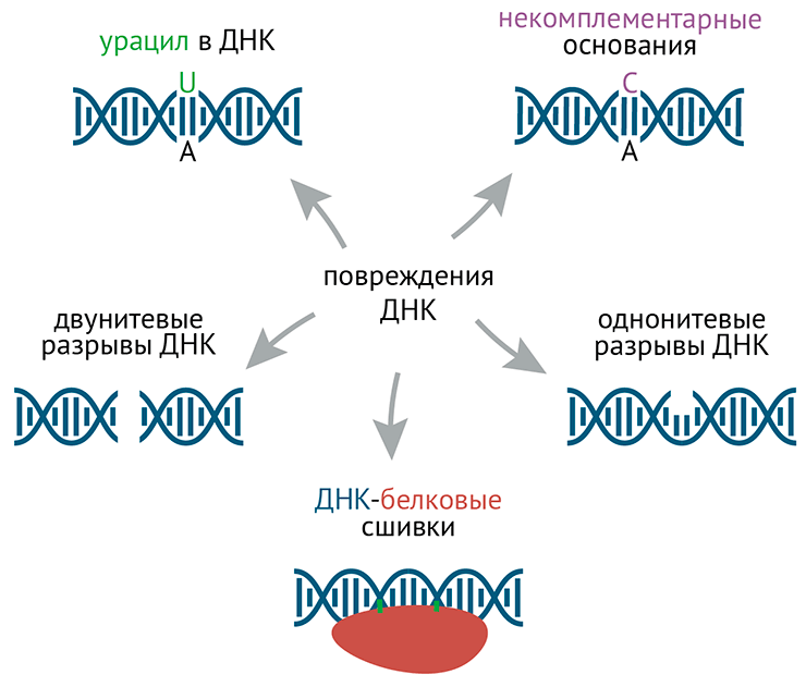 Типы поломок ДНК на хроматине