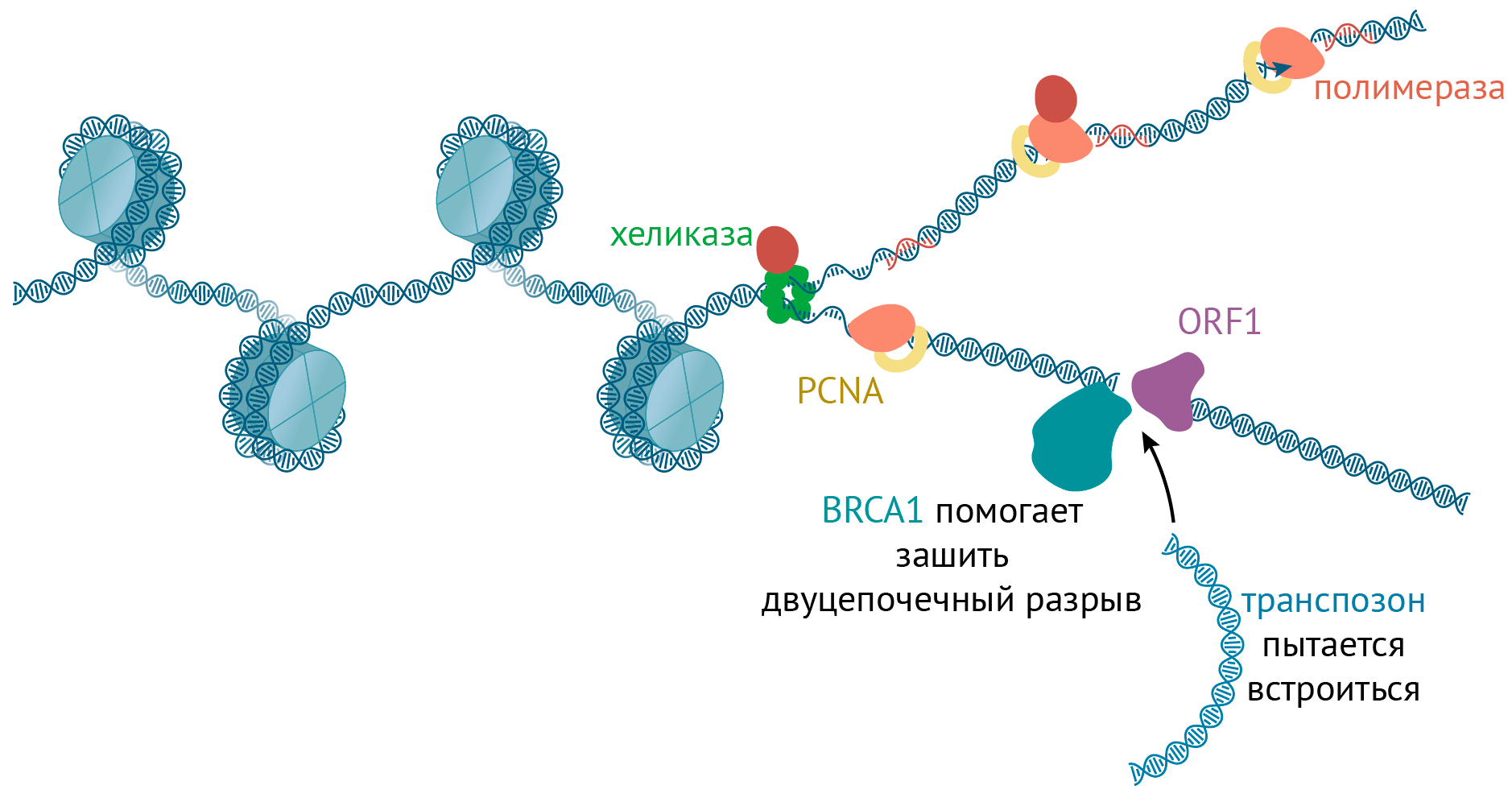 Соревнование транспозиции и починки ДНК во время репликации