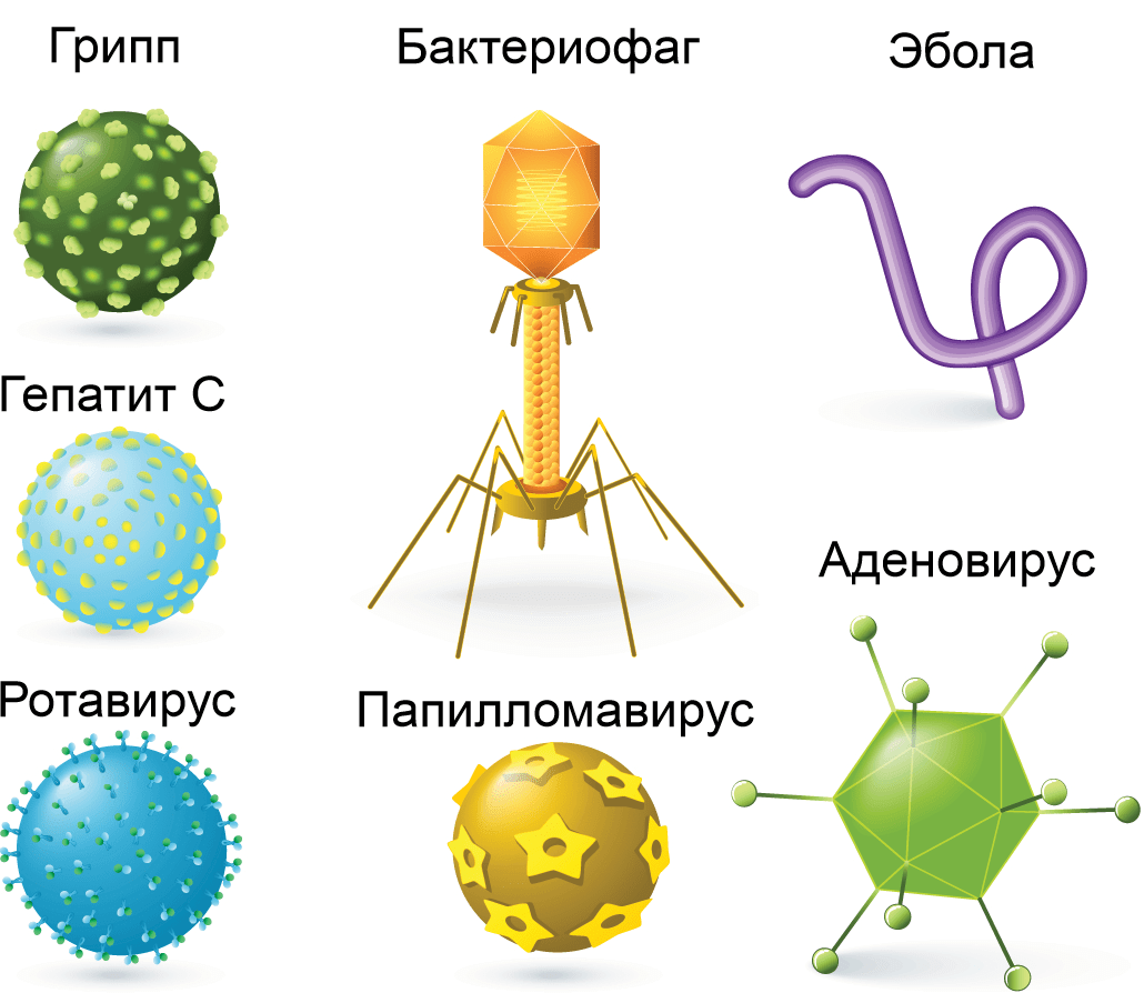 Разнообразие вирусов