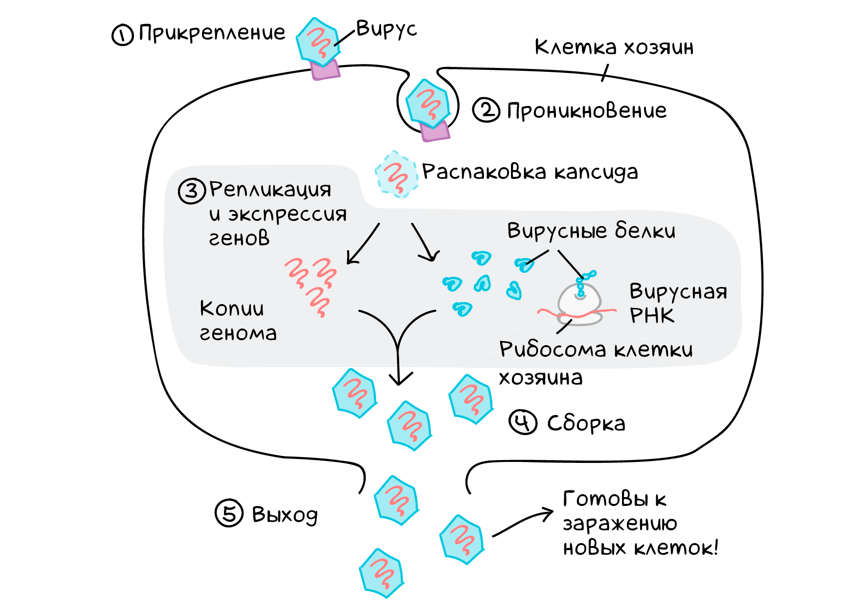 Схема жизненного цикла вируса