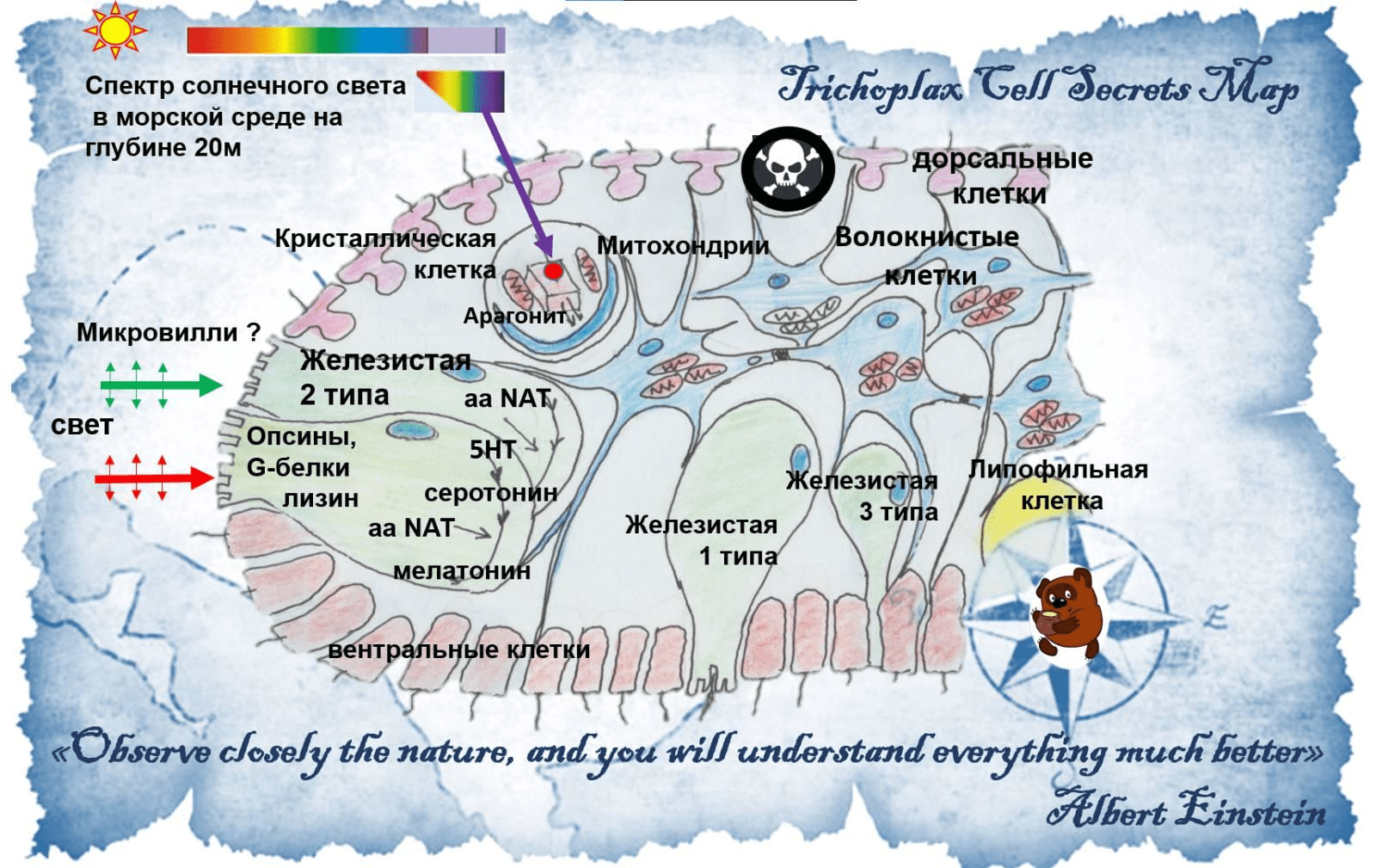 Карта трихоплакса