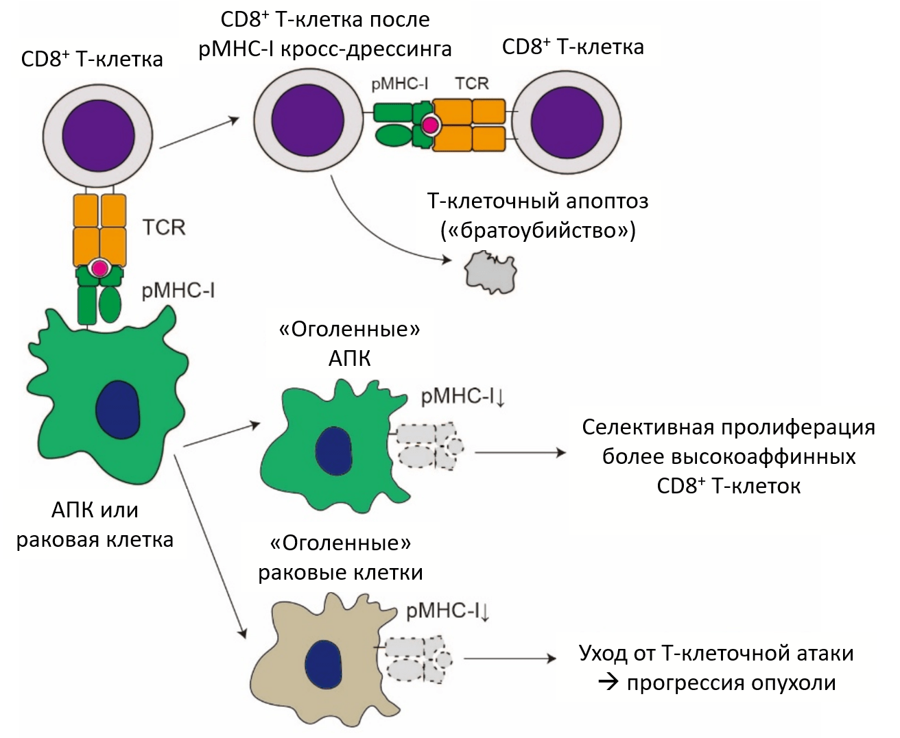 Последствия трогоцитоза для CD8+ субпопуляции Т-лимфоцитов