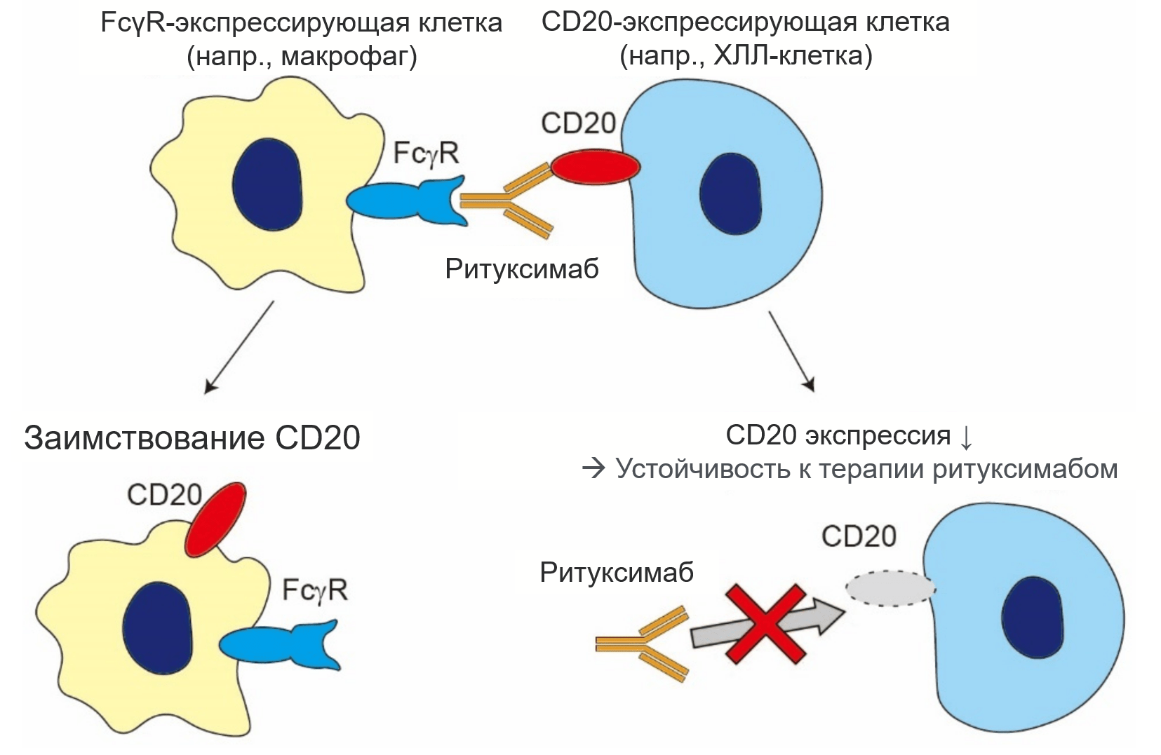 Схема трогоцитоза опсонизированных раковых клеток