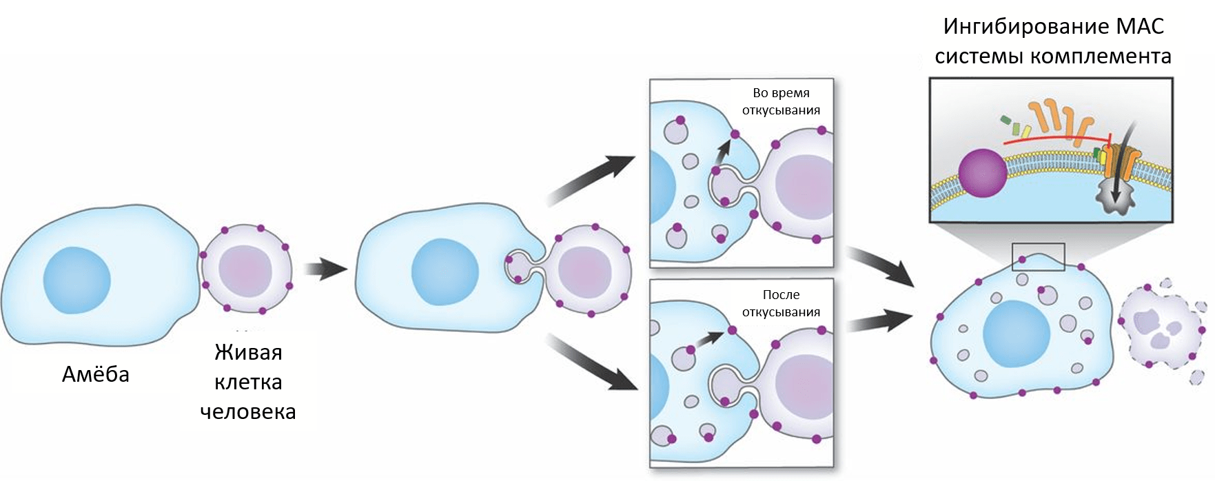 Предполагаемые модели трансфера мембранных белков от человеческой клетки к амебе, который помогает ей уходить от иммунного ответа