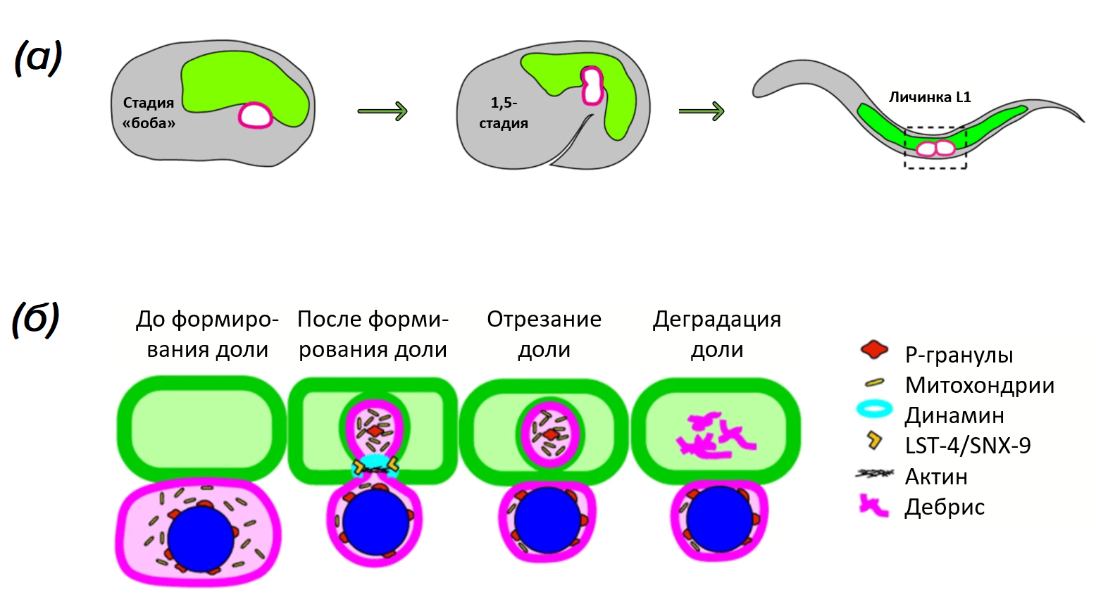 Трогоцитоз у нематоды C. elegans