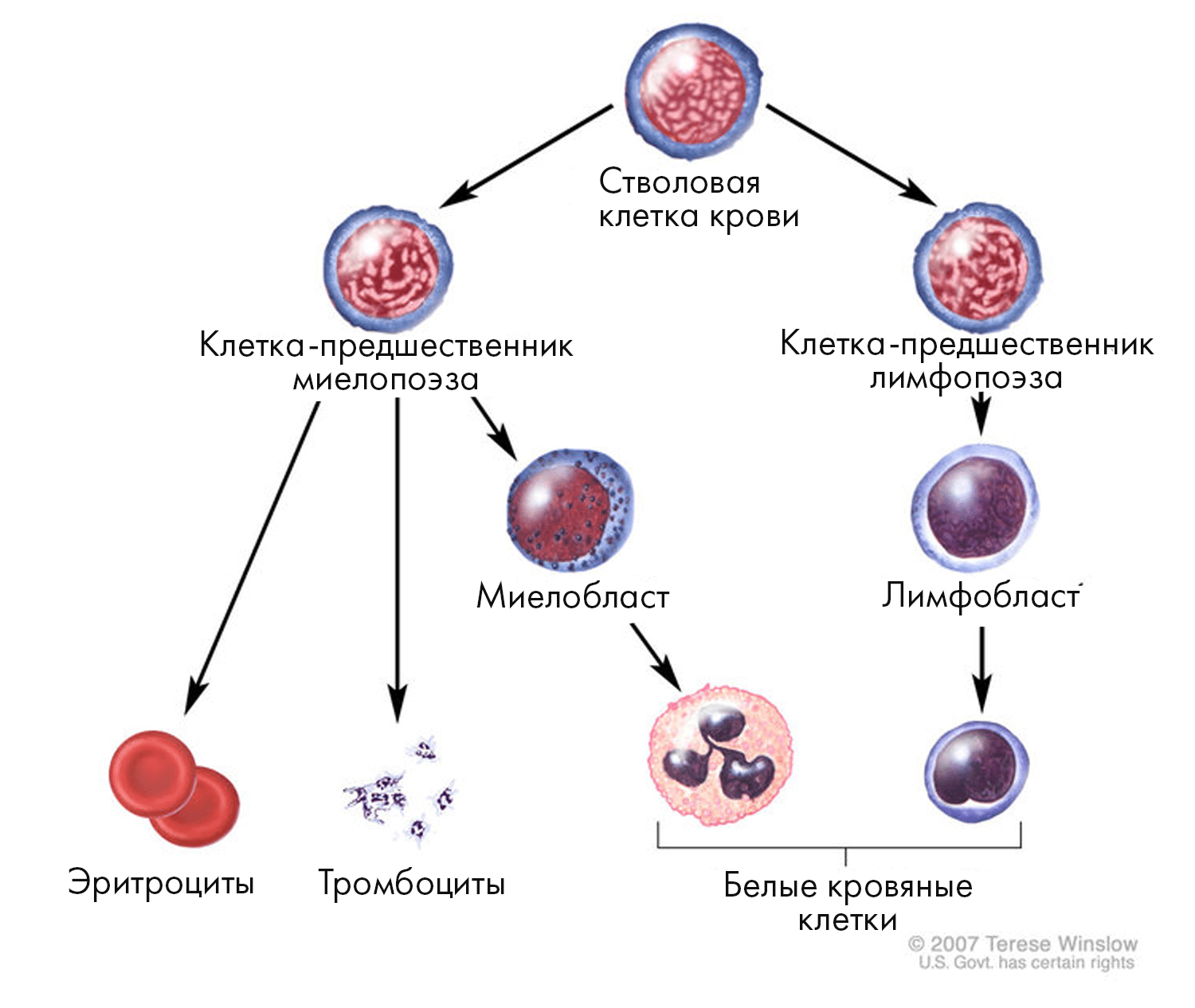 В нормальном гемопоэзе все клетки крови происходят из CD34+ гемопоэтических стволовых клеток
