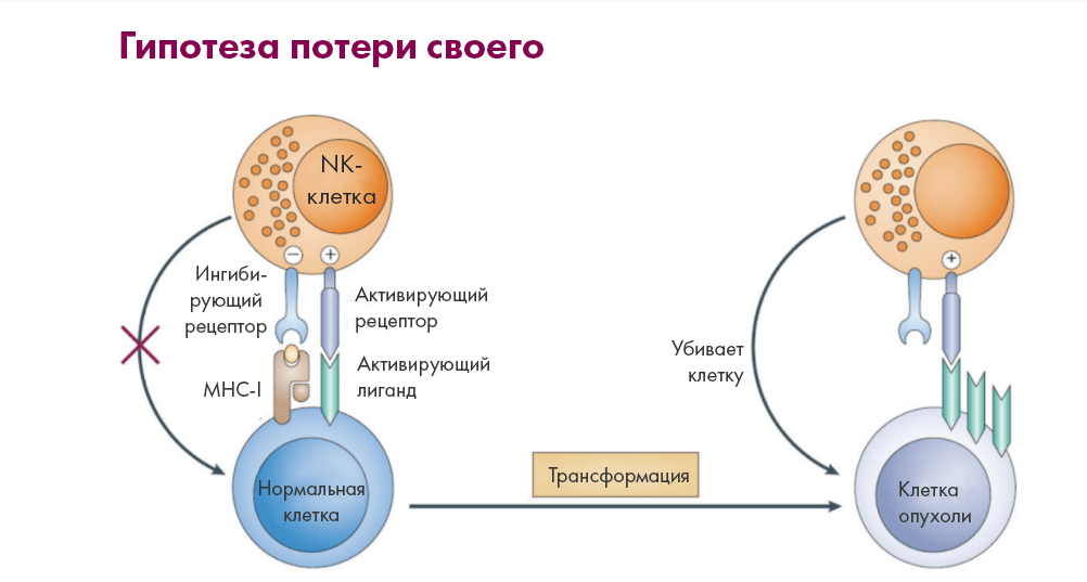 Механизм активации NK-клеток («гипотеза потери своего»)
