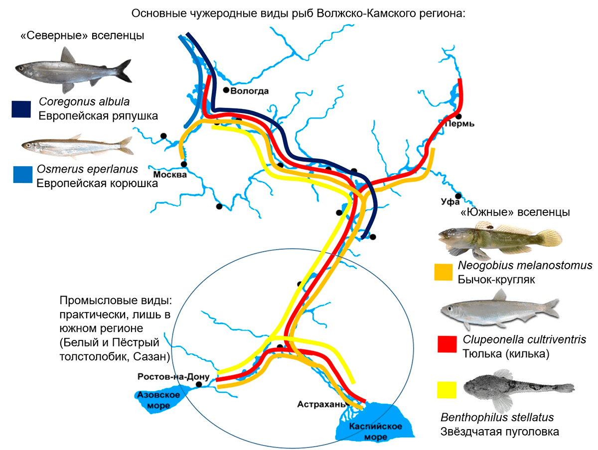 Распространение массовых чужеродных видов рыб в Волжско-Камском регионе