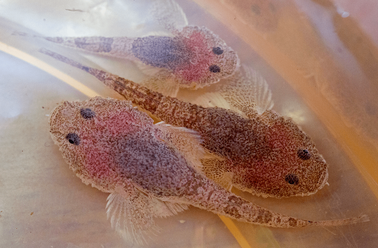 Benthophilus stellatus