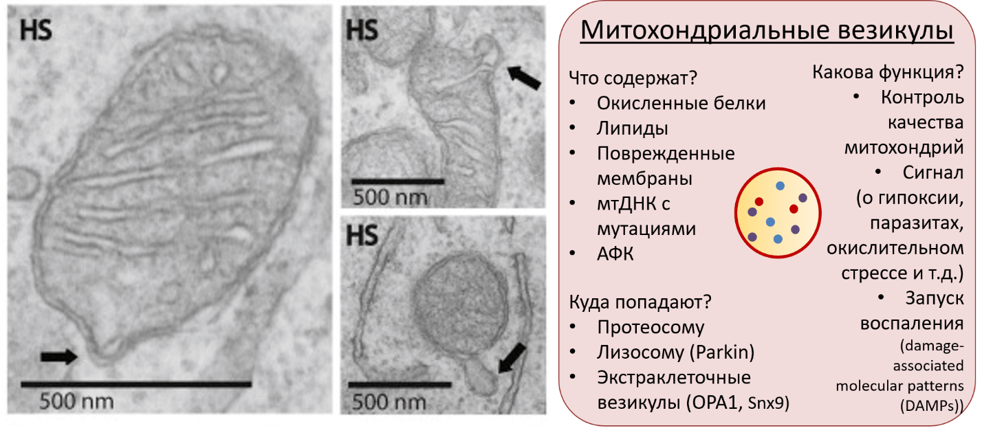 Функция митохондрий в животной клетке