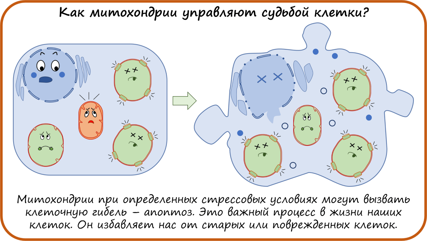 Функция митохондрий в животной клетке