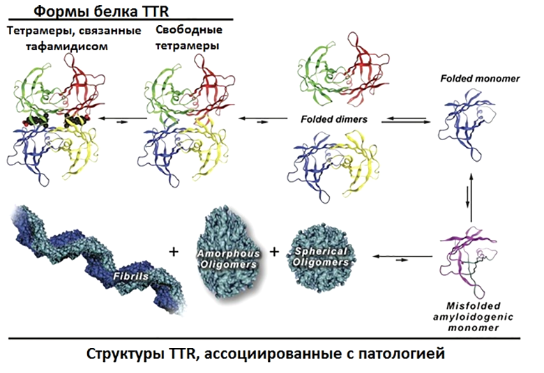 Логика действия тафамидиса на мономеры TTR