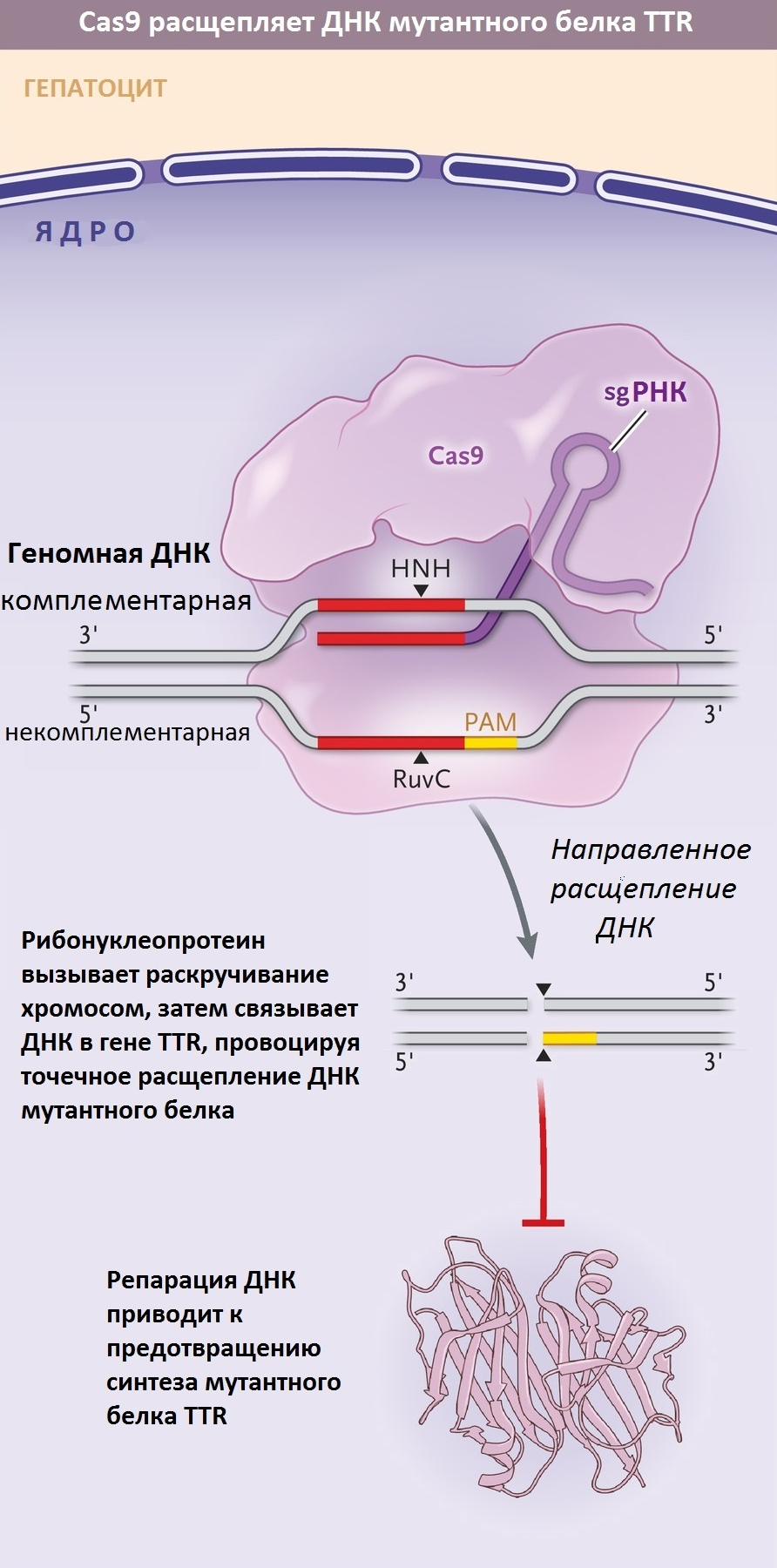 Импорт рибонуклеопротеинового комплекса Cas9 в ядро