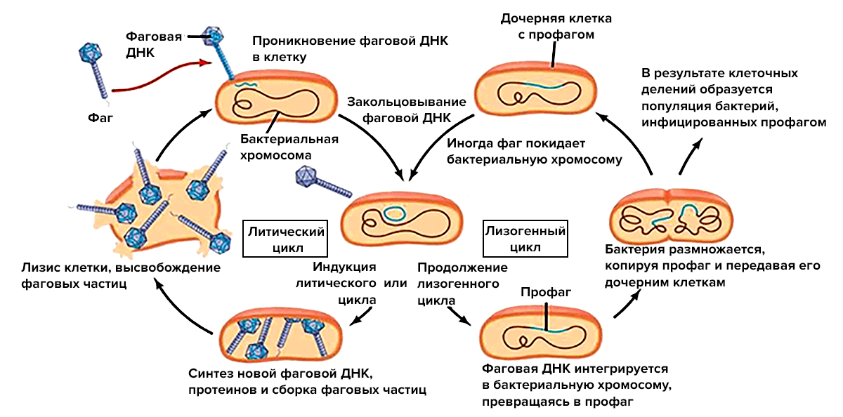 Схематическое изображение литического и лизогенного циклов