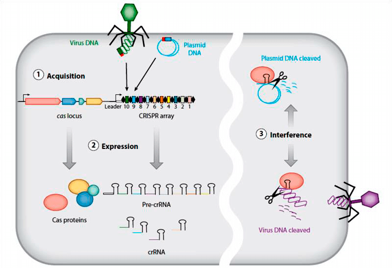 Схема работы системы CRISPR/Cas