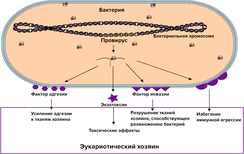 Схема лизогенной конверсии