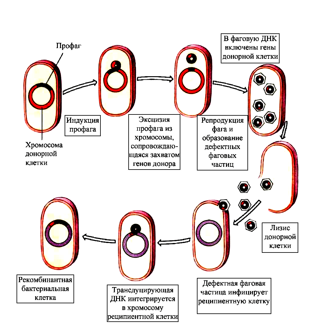 Схематическое изображение специфической фаговой трансдукции