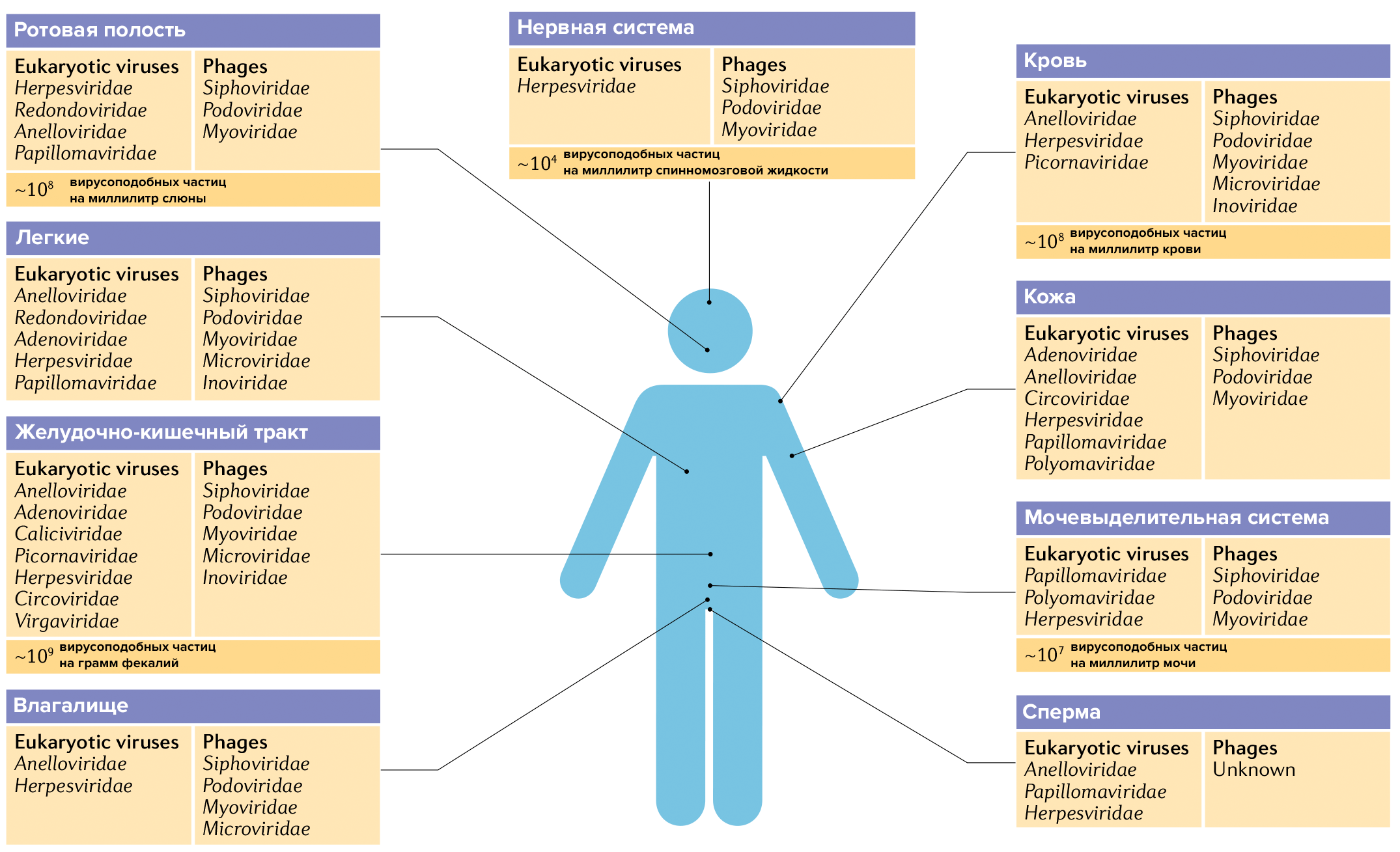 Вирусные сообщества в разных частях организма человека