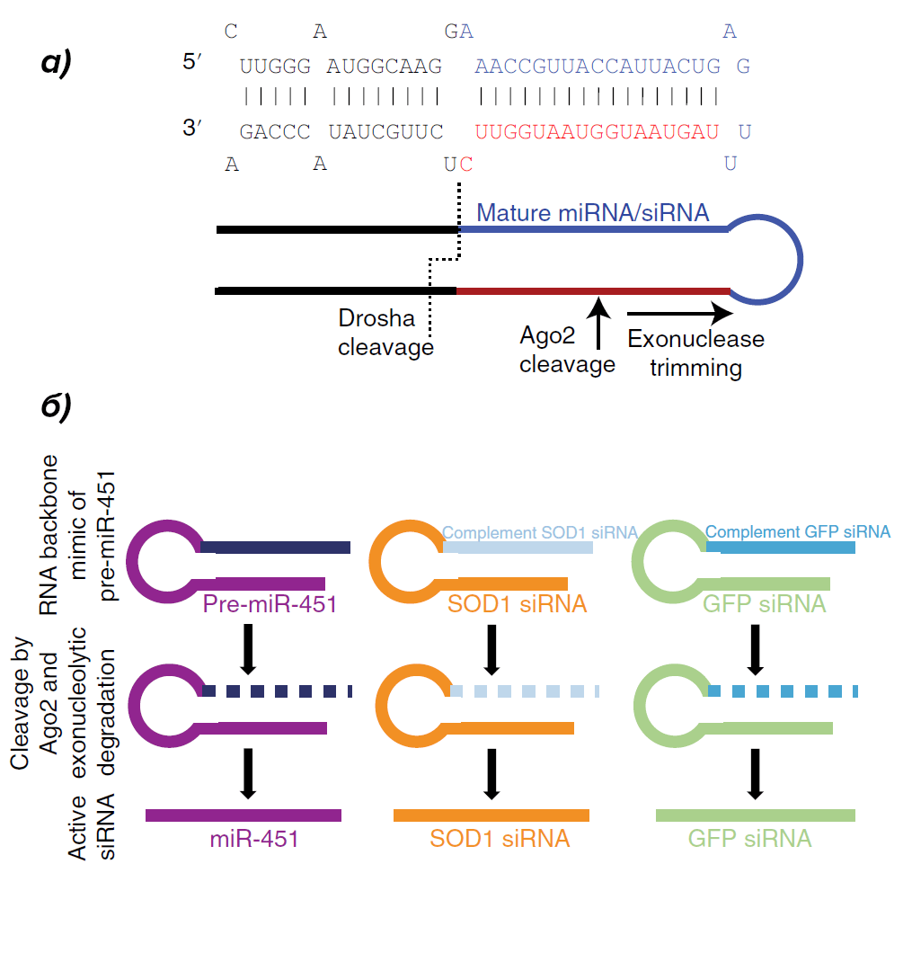 Использование остова pre-miRNA-451 для сортировки