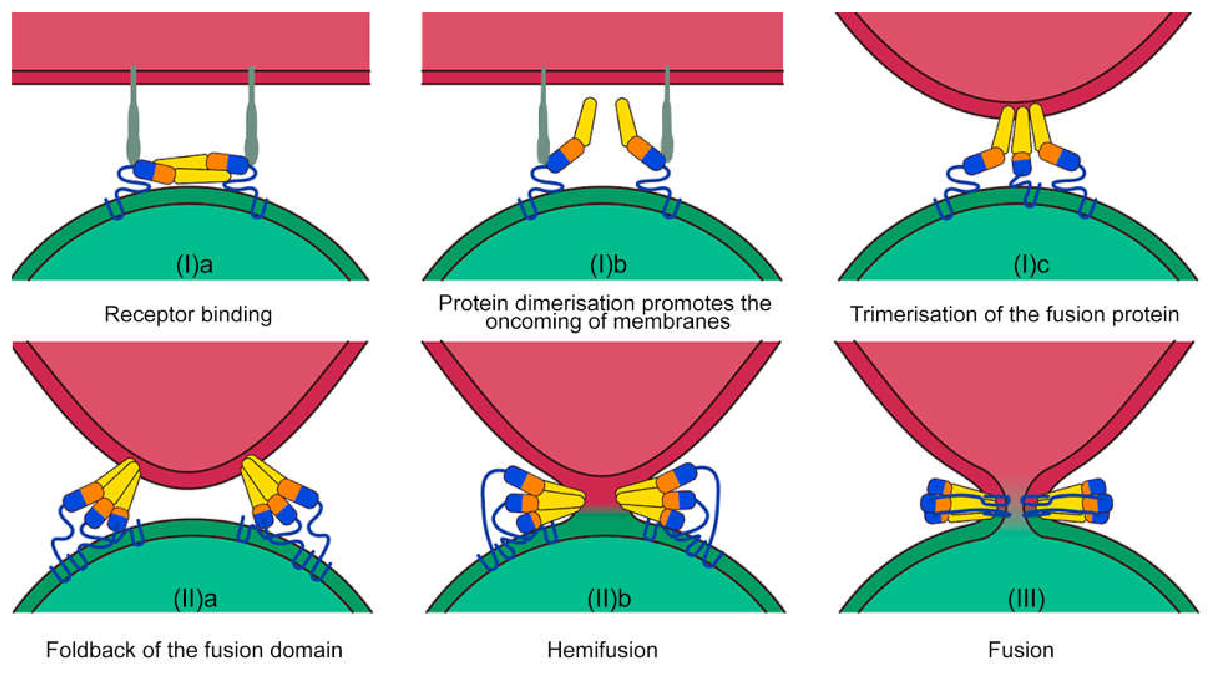 Механизм слияния мембран