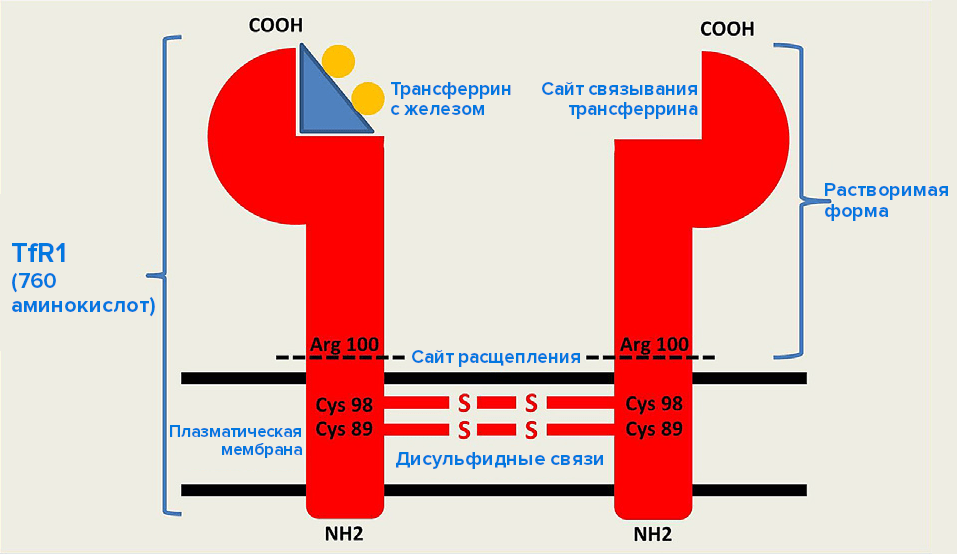 Строение мембранного трансферринового рецептора первого типа