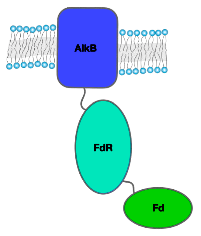 Алканмонооксигеназа из трех доменов
