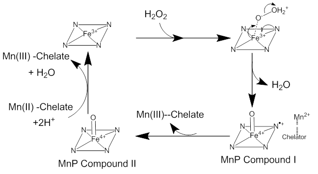 Механизм реакции, которую катализирует марганцевая пероксидаза