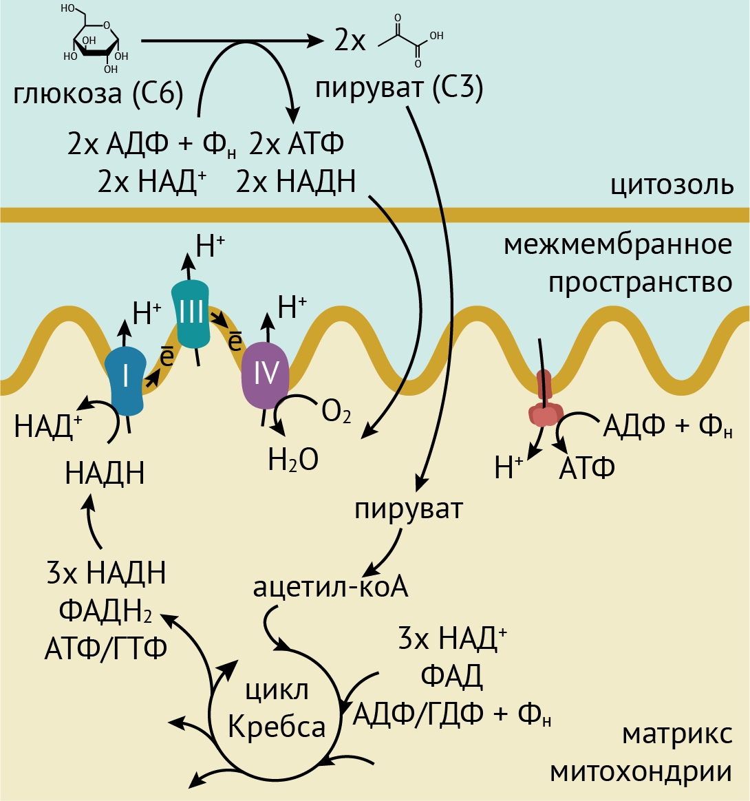 Схема дыхания