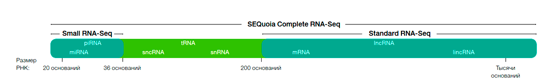 SEQuoia Complete Stranded RNA Library Prep Kit