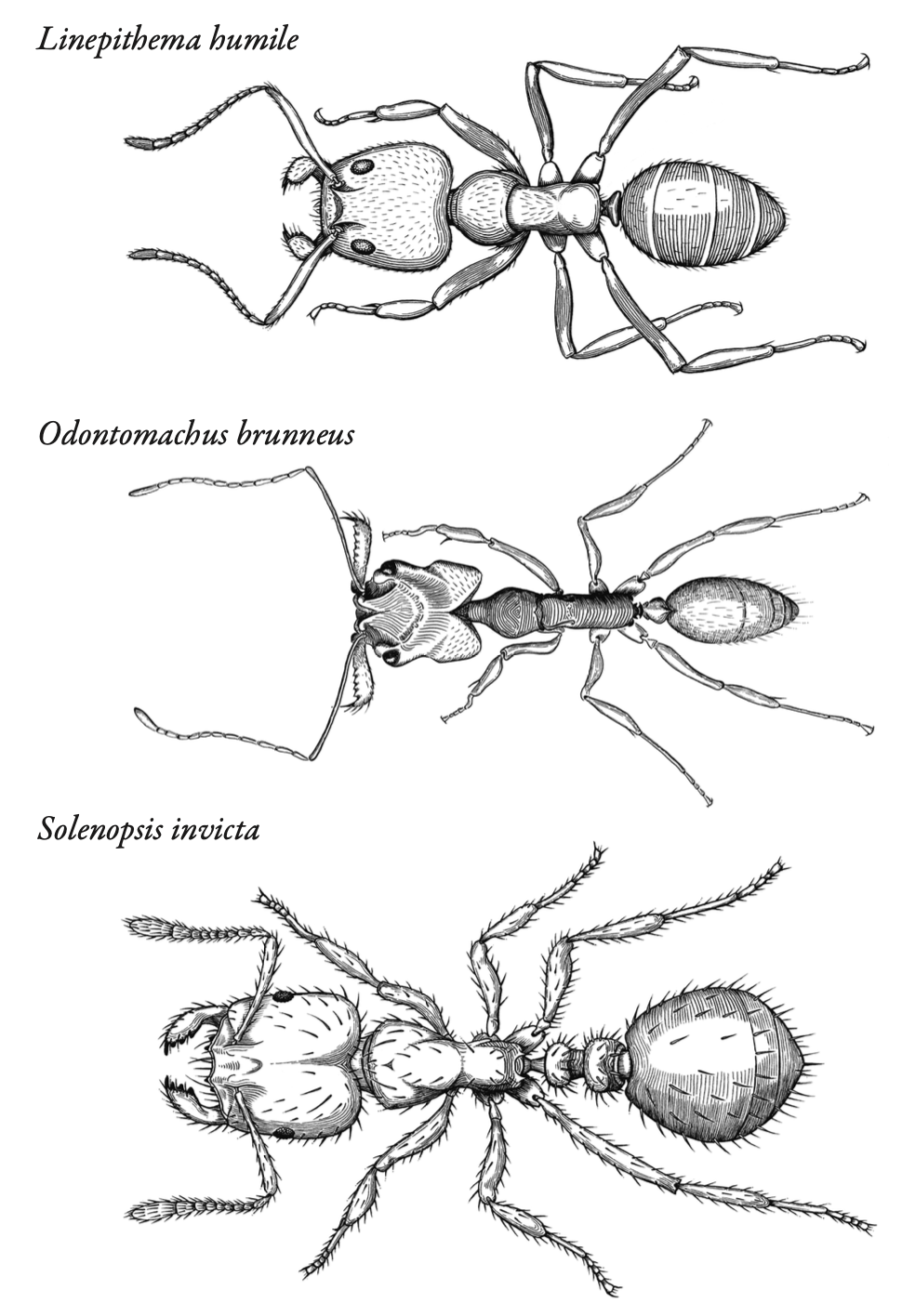 Муравьи. Типы муравьев. Муравей бульдог. Читать серые муравьи