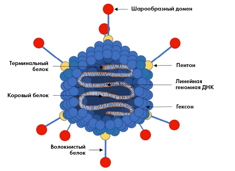 Структура аденовирусов