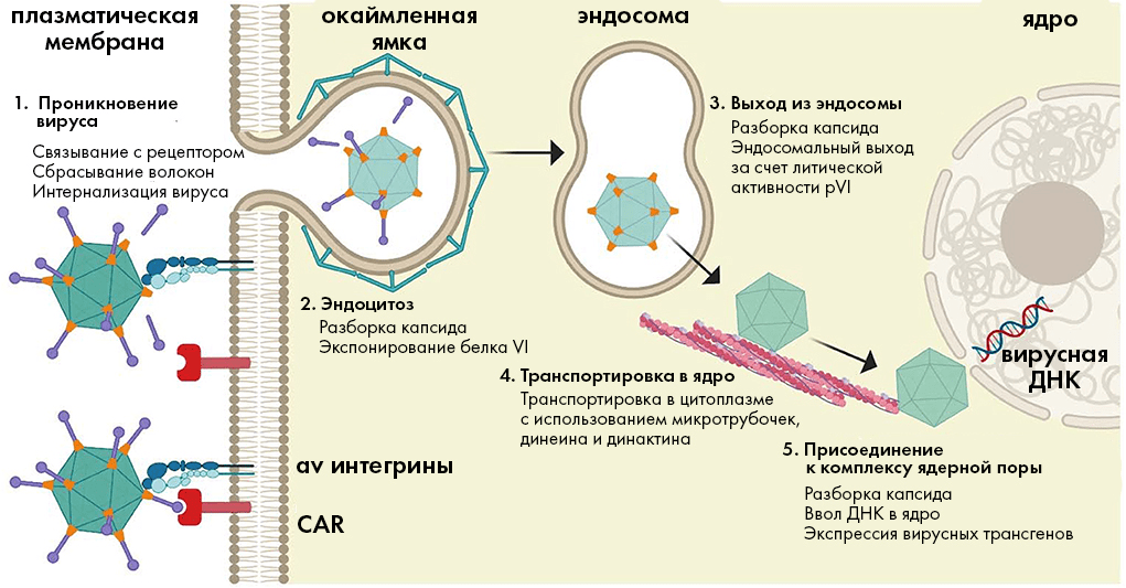 Классический путь проникновения аденовирусов в клетку