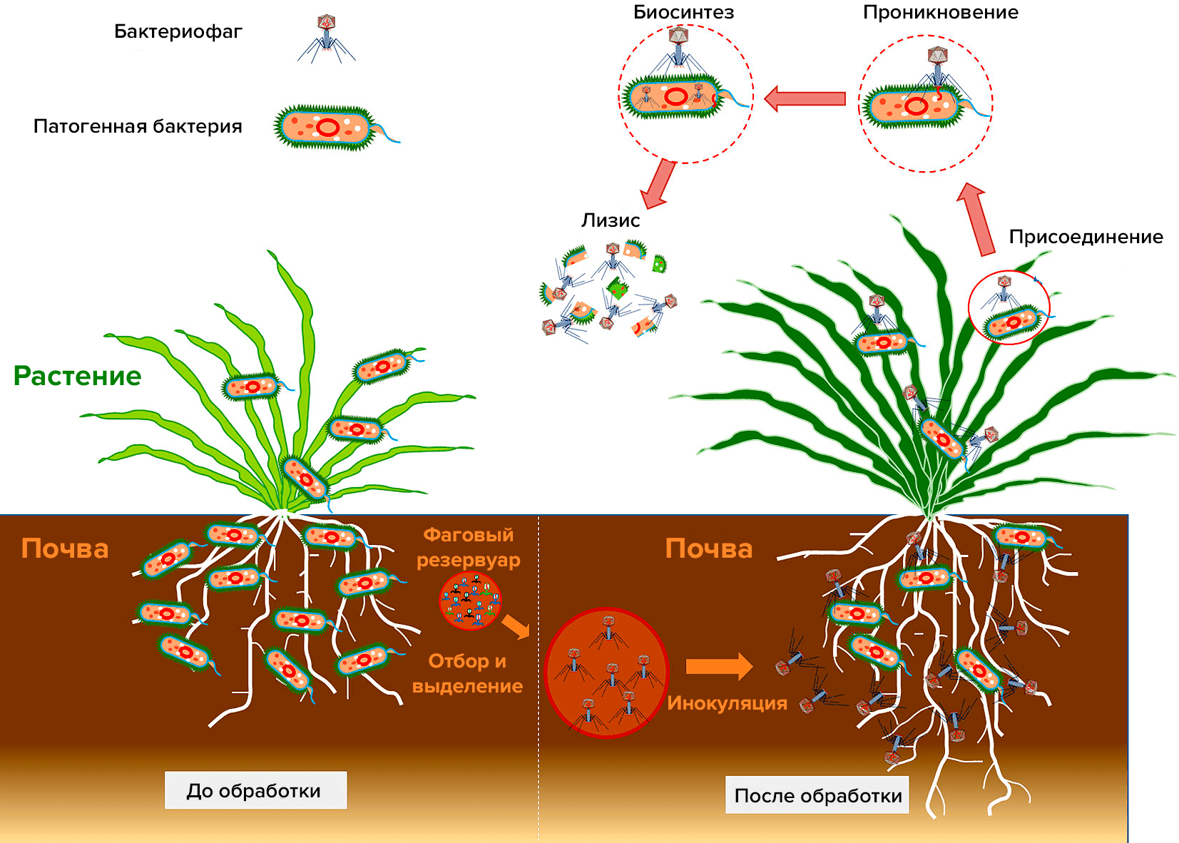 Бактериофаги борются с патогенными бактериями в системах «почва—растение»
