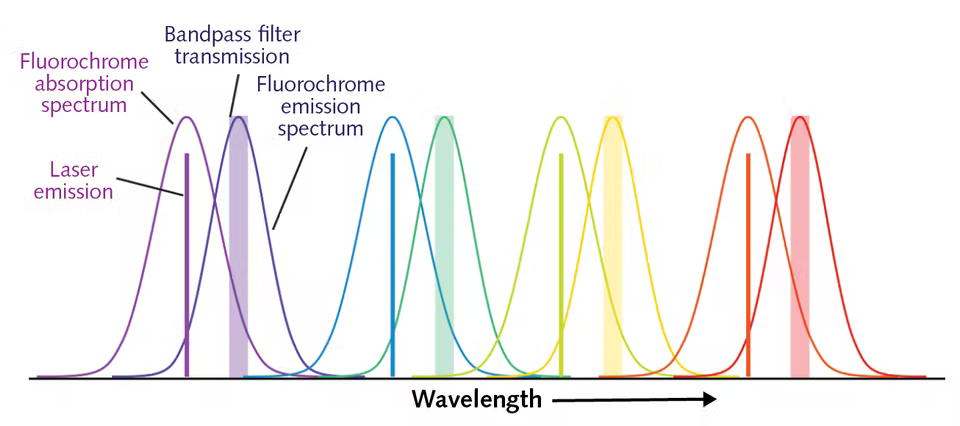 Спектральные особенности цитофлуориметрического анализа (идеальная ситуация)