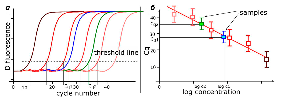 Анализ количественной ПЦР в реальном времени с использованием стандартной кривой