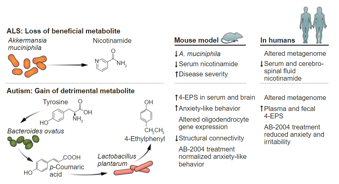 Сигнальные пути микробных метаболитов