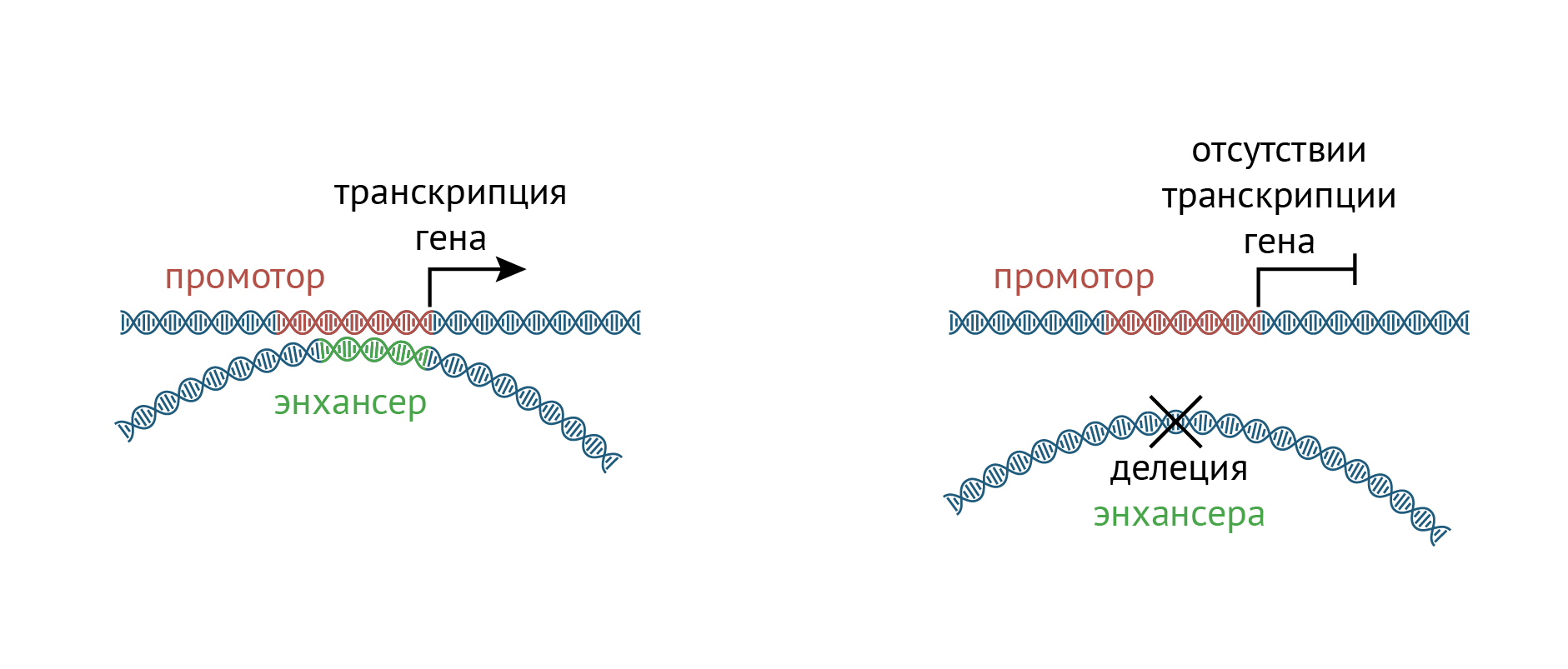 Как делеция энхансеров влияет на транскрипцию генов