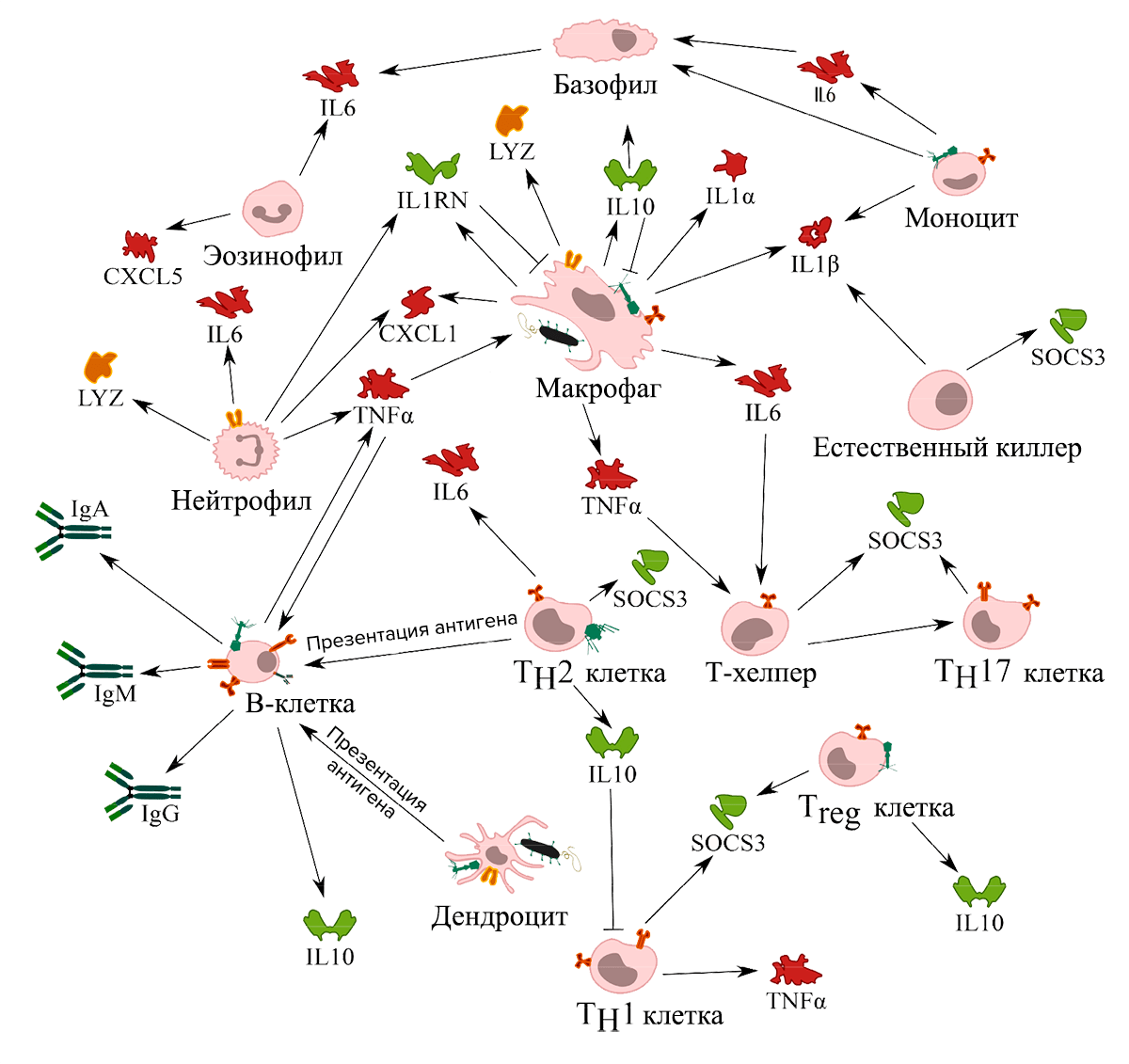 Клетки иммунной системы, с которыми взаимодействуют бактериофаги