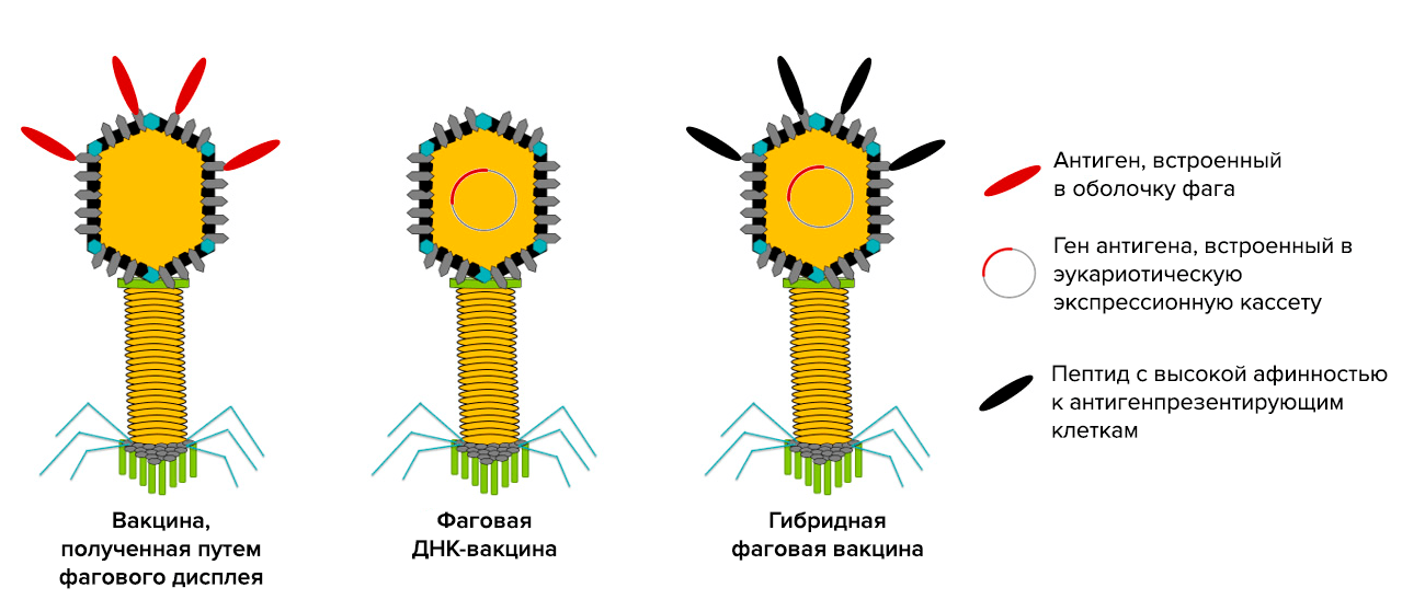 Три типа вакцин на основе бактериофагов
