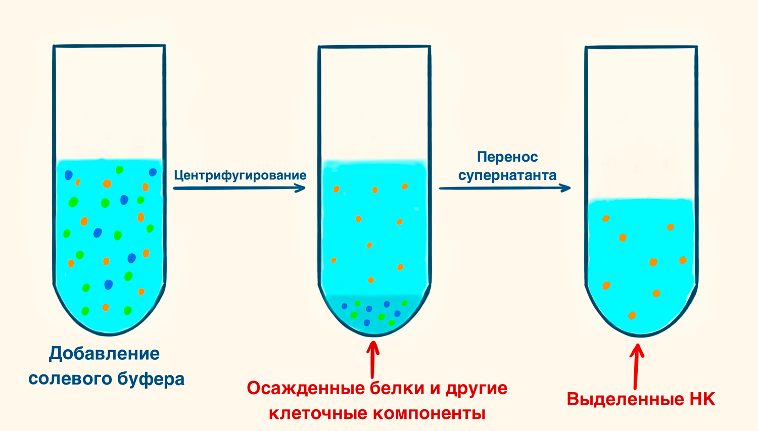 Выделение нуклеиновых кислот при помощи высаливания