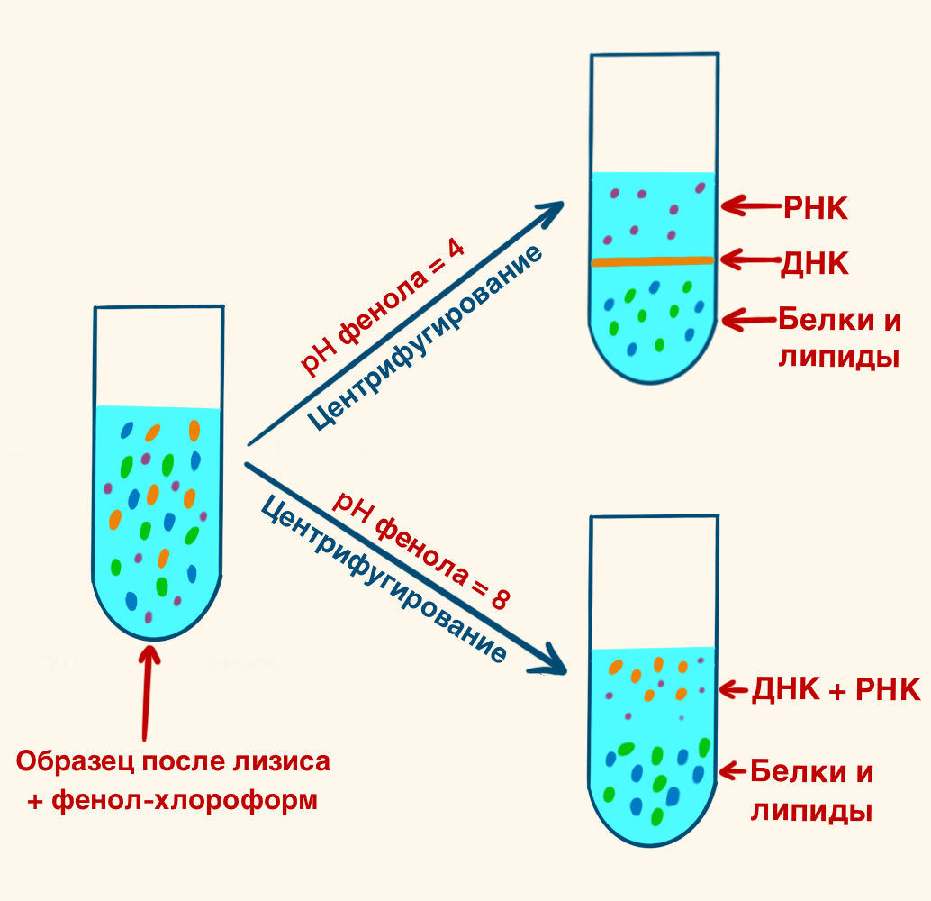 Выделение нуклеиновых кислот при помощи фенол-хлороформа