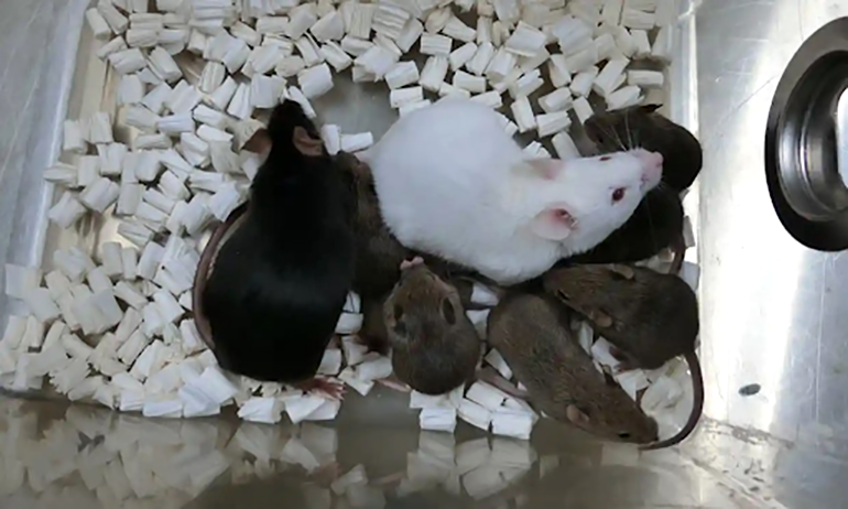 Клонированная мышь