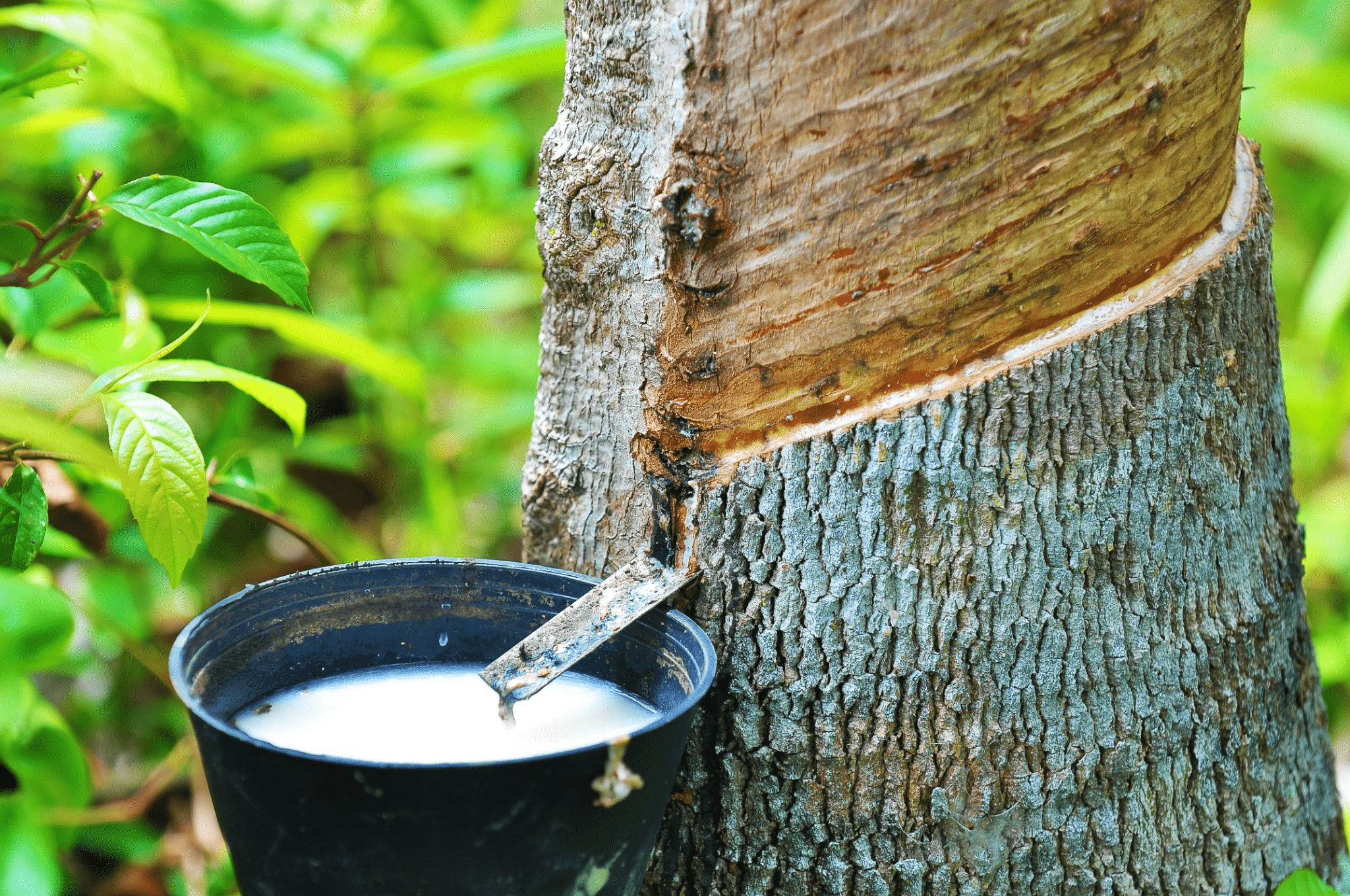 Сбор латекса — богатого каучуком сока из ствола гевеи