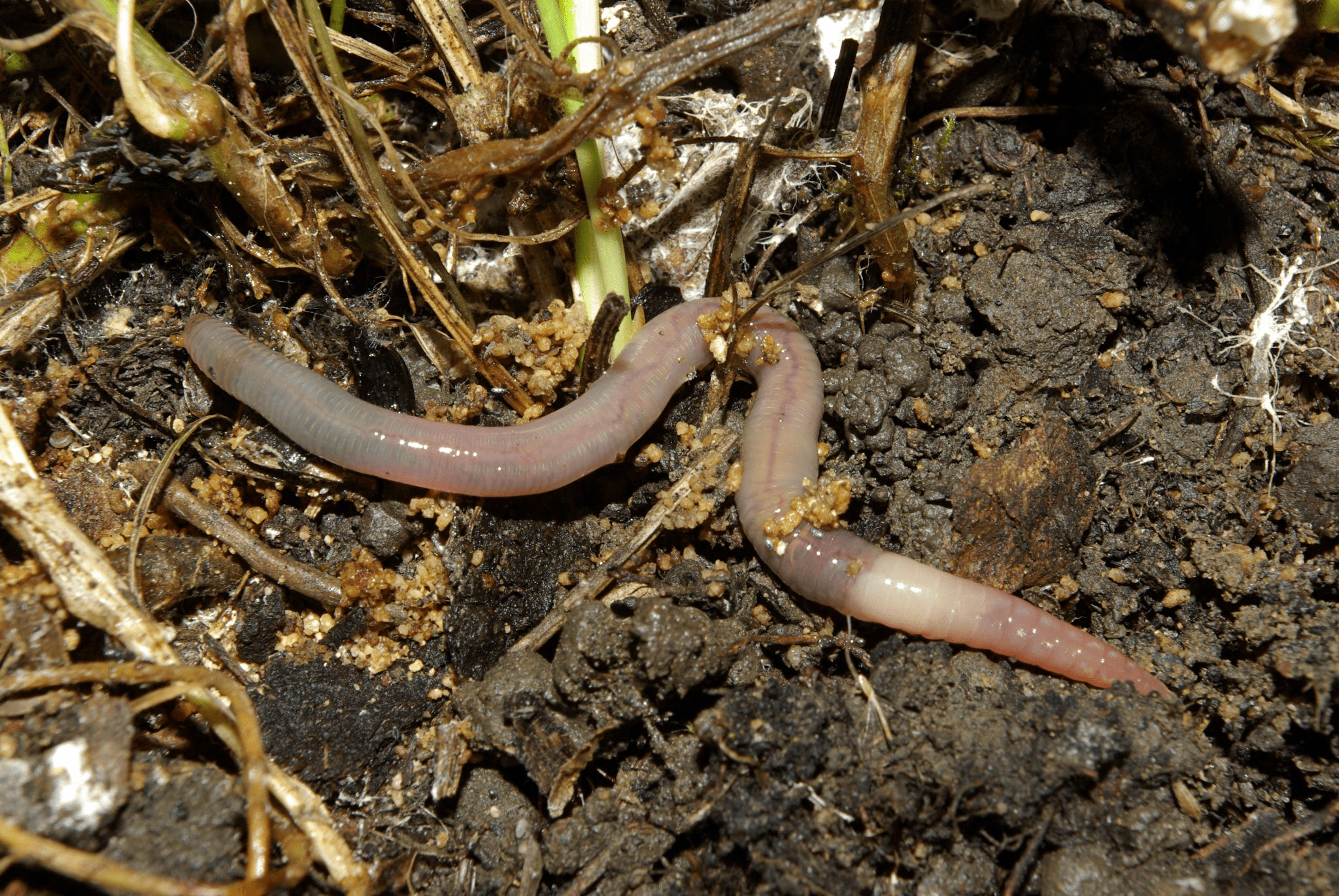 Обыкновенный дождевой червь, выбравшийся из почвы на поверхность после дождя