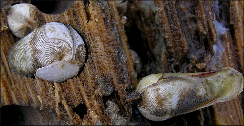 Двустворчатые моллюски Martesia striata делают ходы в древесинея