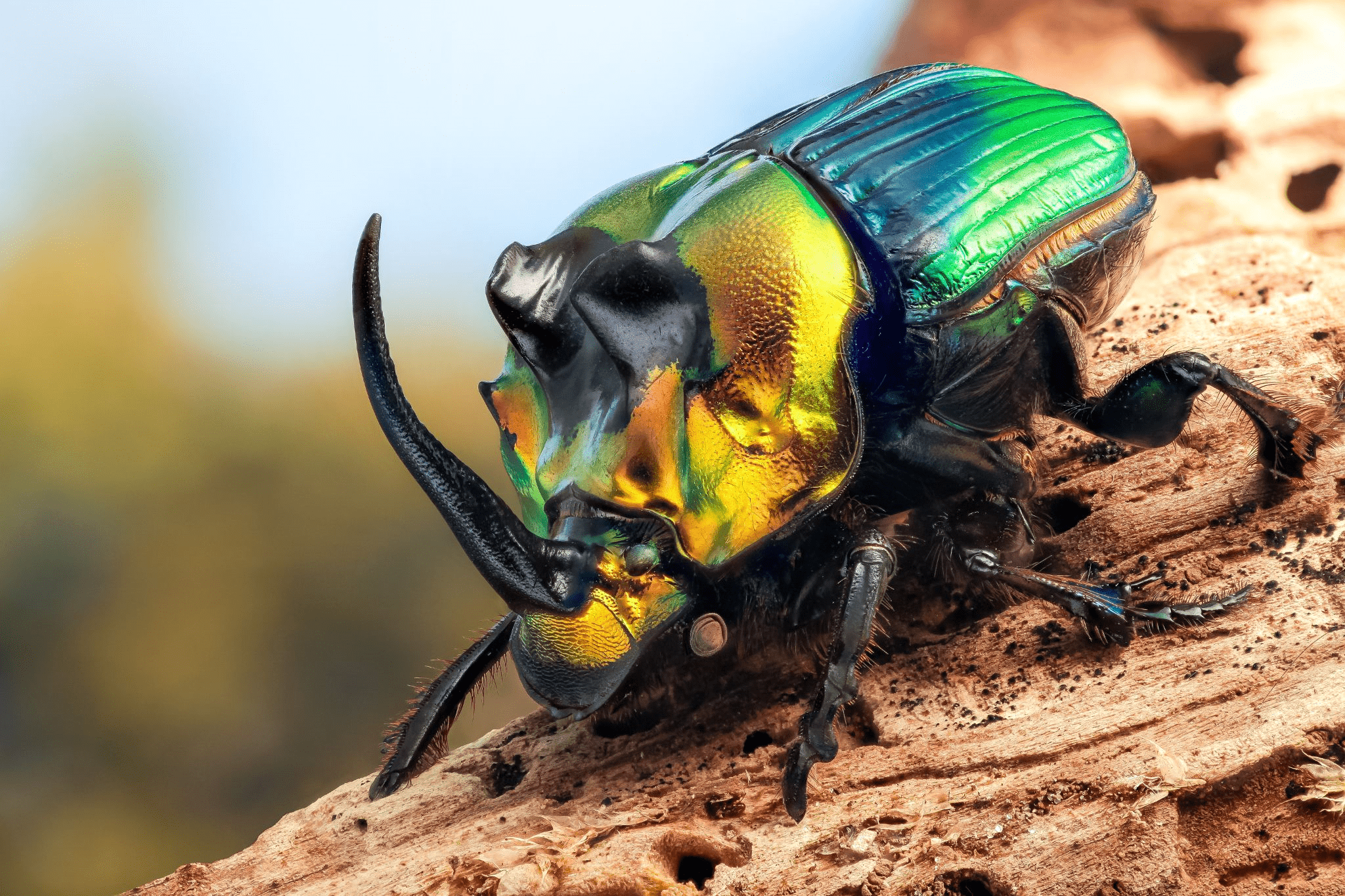 Нарядный самец пластинчатоусого жука-навозника