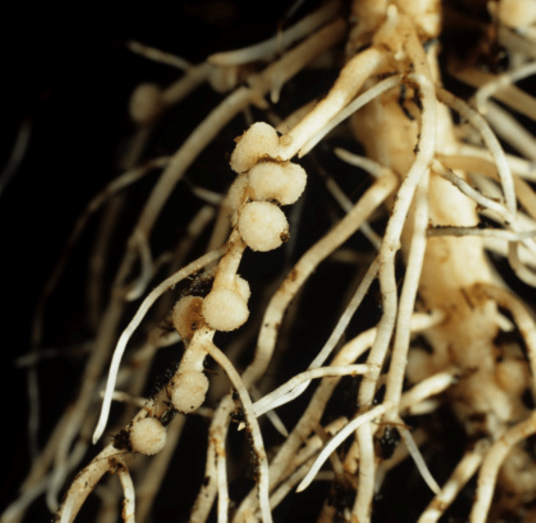 Клубеньки, населенные азотфиксирующими бактериями Rhizobium leguminosarum, на корнях клевера (род Trifolium)