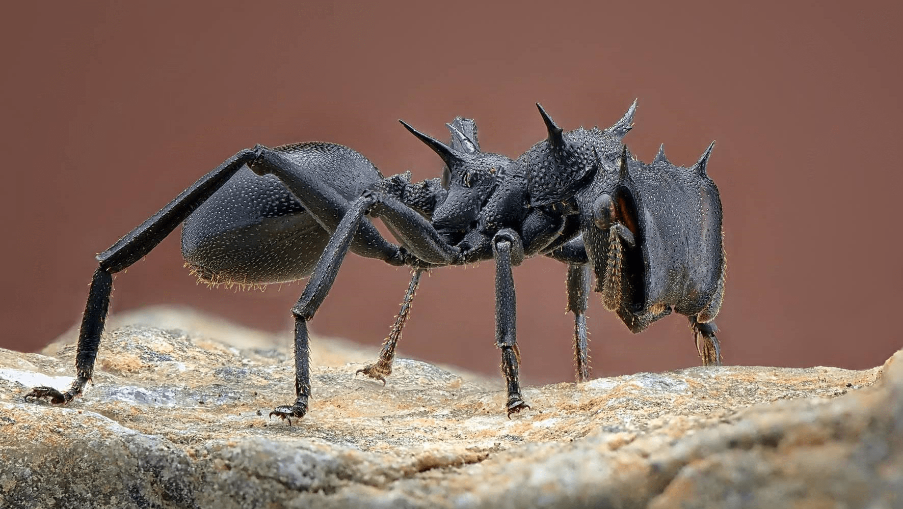 Обитающие в тропической и субтропической Америке муравьи кефалоты
