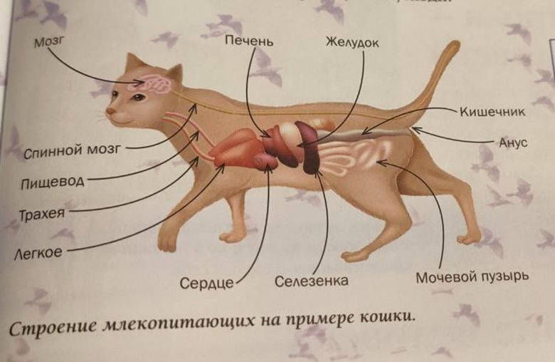 Анатомия кошки по версии авторов энциклопедии